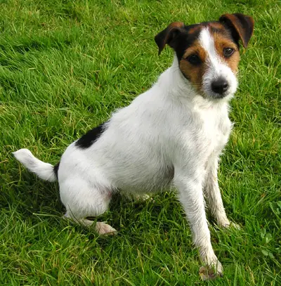 Terrier  Breeds on Parson Russell Terrier   Parson Russell Terrier   Dog Breeds