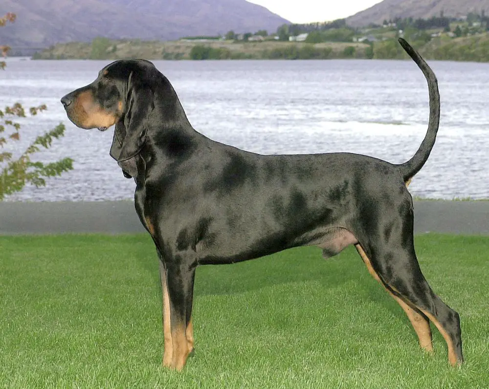 BLACK AND TAN Coonhound - BLACK AND TAN Coonhound - Dog Breeds