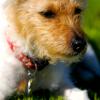 Jack Russell Terrier (Rough)