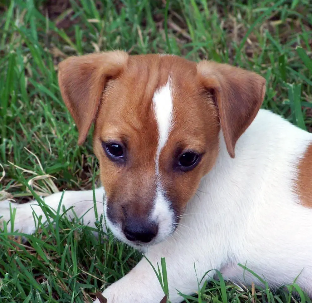jack russell free