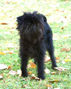 Affenpinscher