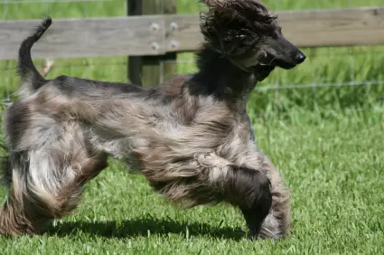 Afghan Hound
