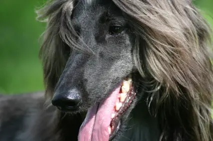 Afghan Hound