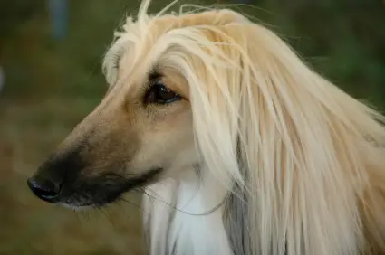 Afghan Hound