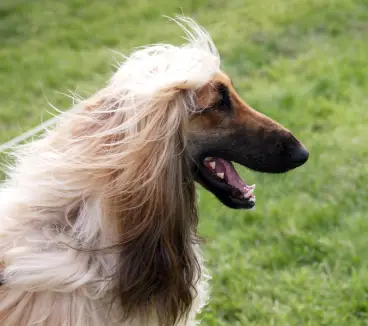 Afghan Hound
