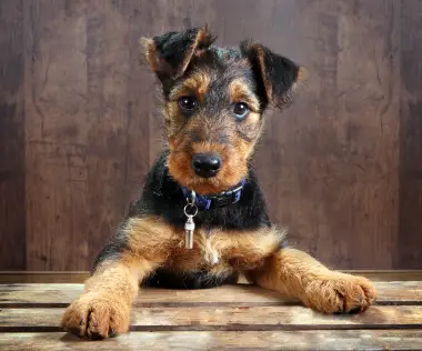 Airedale Terrier