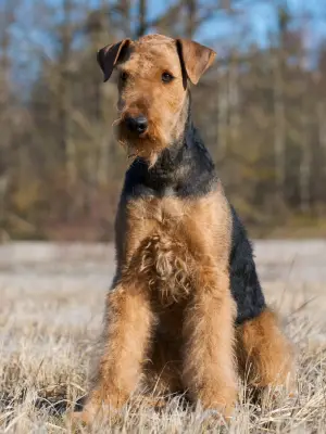 Airedale Terrier