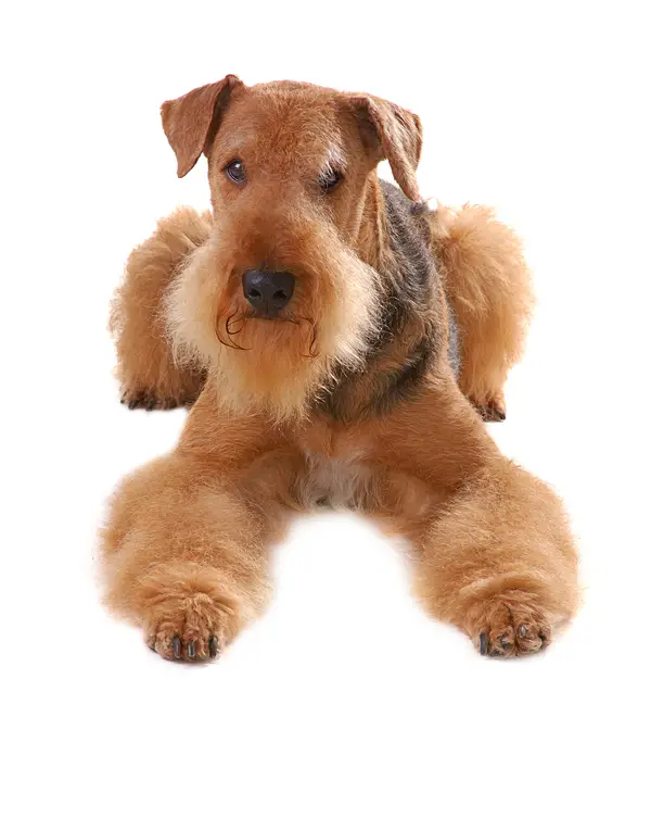 Airedale Terrier