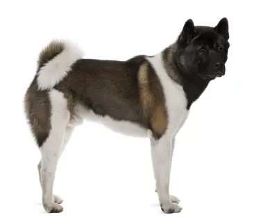 Akita