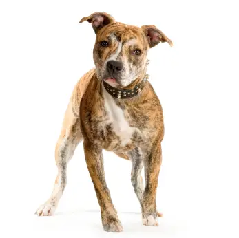 American Staffordshire Terrier