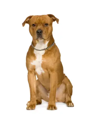 American Staffordshire Terrier