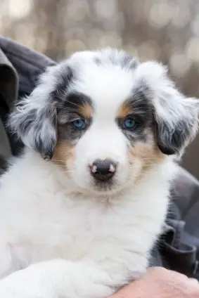 Australian Shepherd