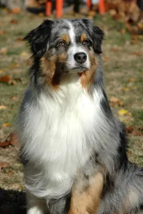 Australian Shepherd