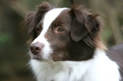 Australian Shepherd