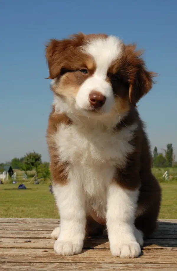 Australian Shepherd