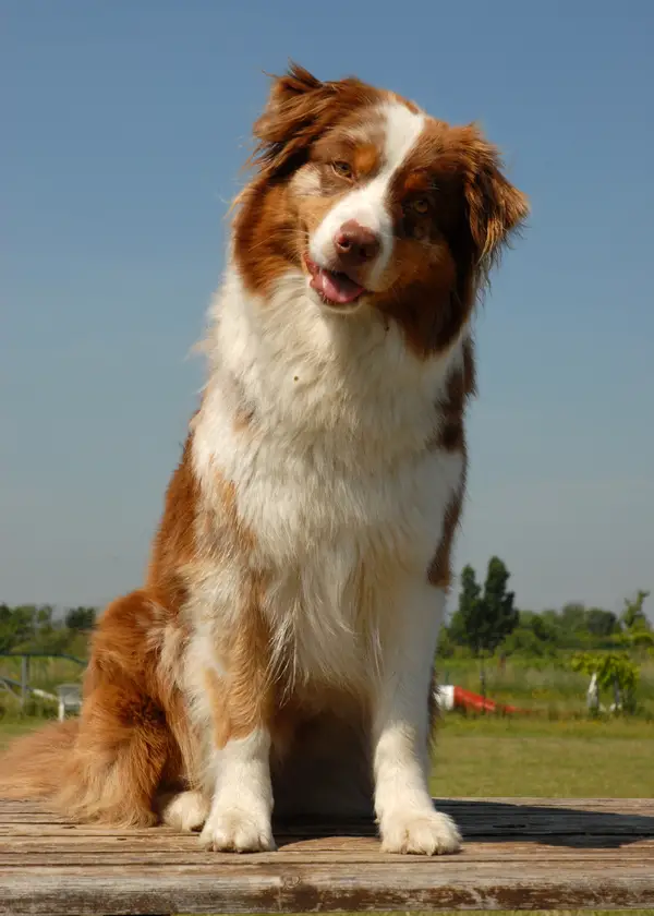 Australian Shepherd