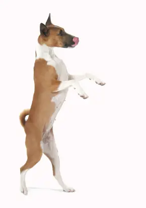 Basenji