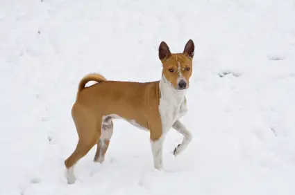 Basenji
