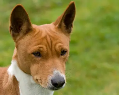 Basenji