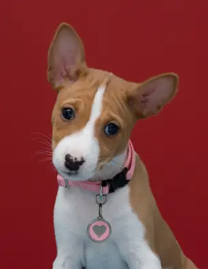 Basenji