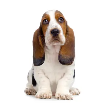 Basset Hound