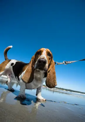 Basset Hound