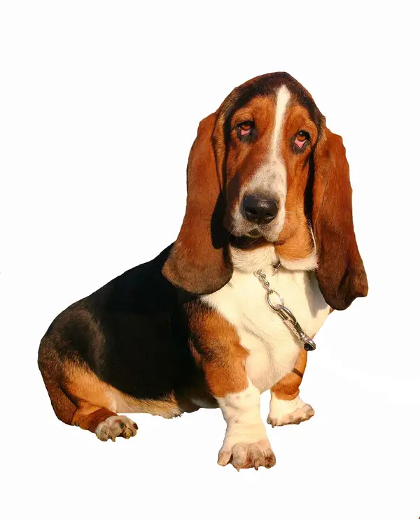 Basset Hound