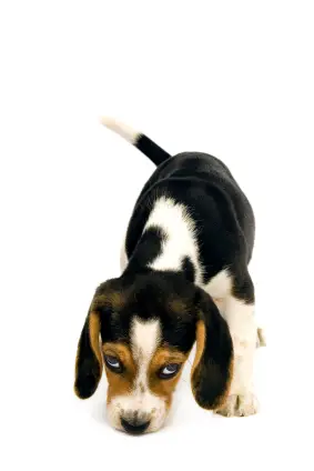 Beagle
