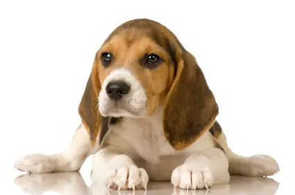 Beagle