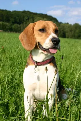 Beagle