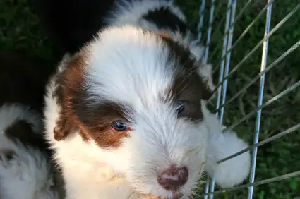 Bearded Collie