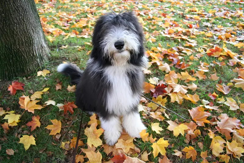 Bearded Collie