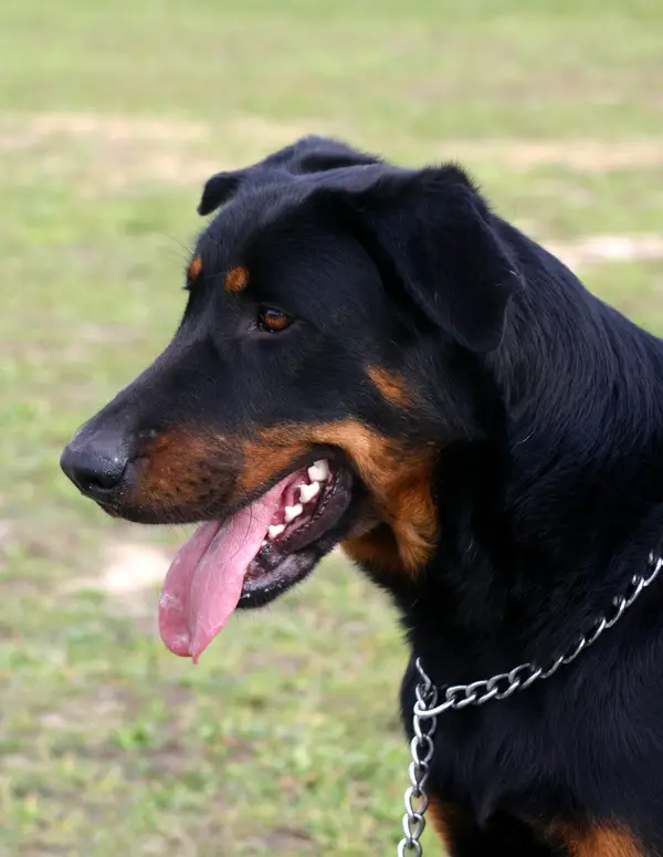 Beauceron