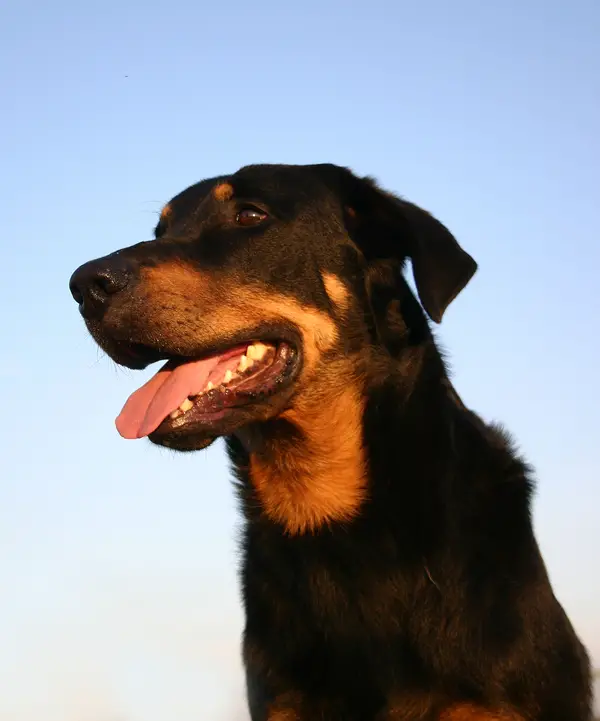 Beauceron