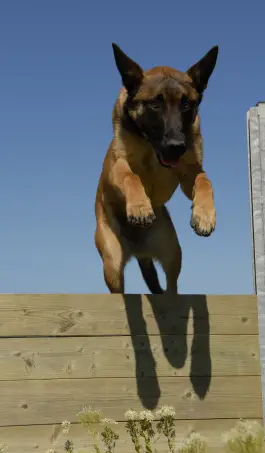 Belgian Malinois