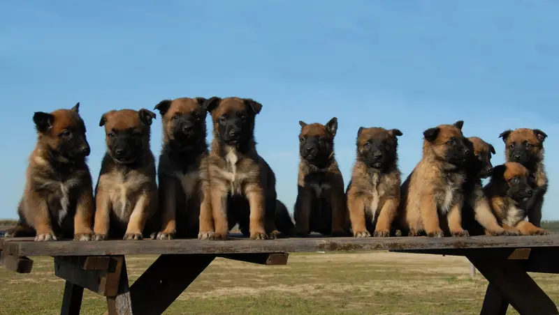 Belgian Malinois