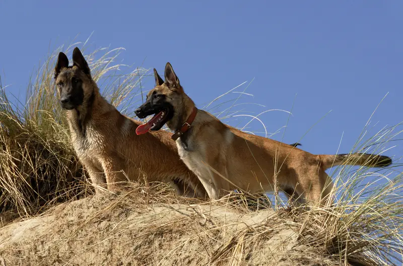 Belgian Malinois