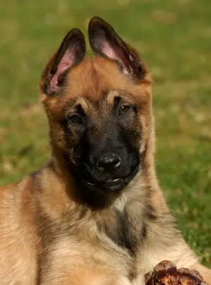 Belgian Sheepdog