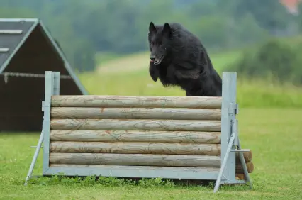 Belgian Sheepdog