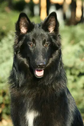 Belgian Sheepdog