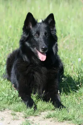 Belgian Sheepdog