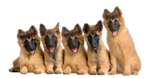Belgian Tervuren