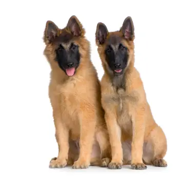 Belgian Tervuren