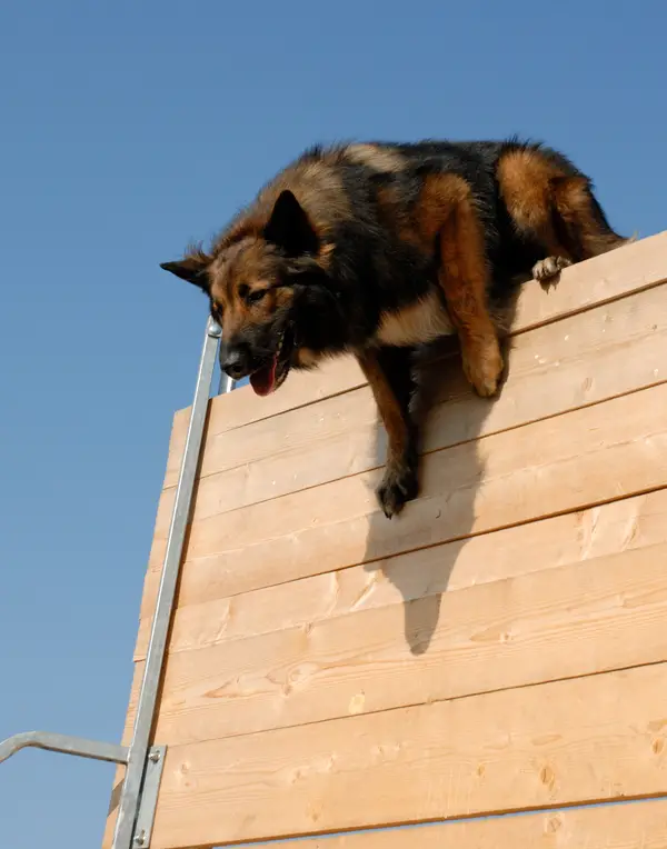 Belgian Tervuren