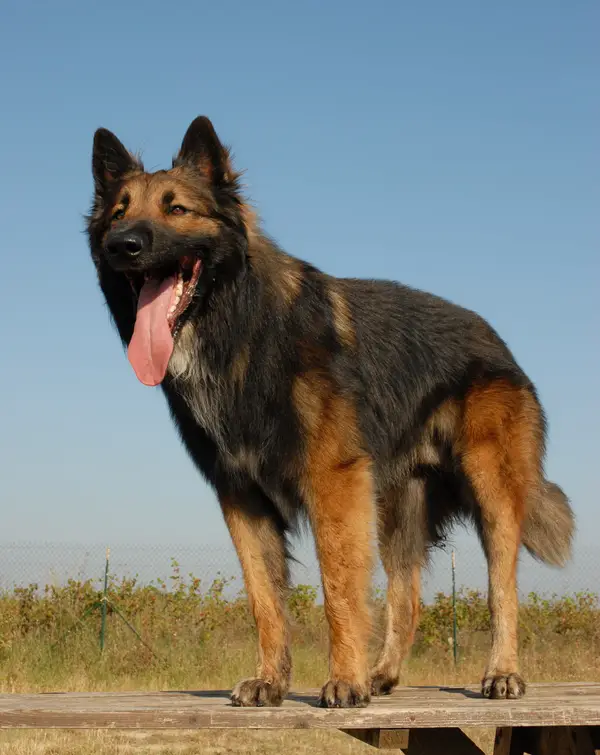 Belgian Tervuren