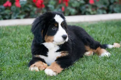 Bernese Mountain Dog