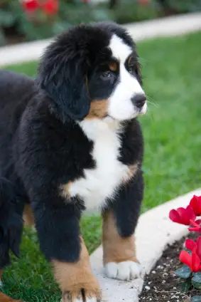 Bernese Mountain Dog