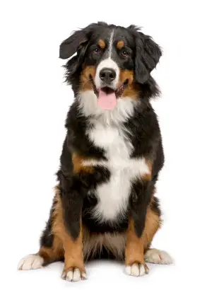 Bernese Mountain Dog