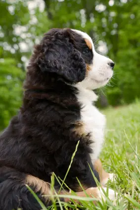 Bernese Mountain Dog