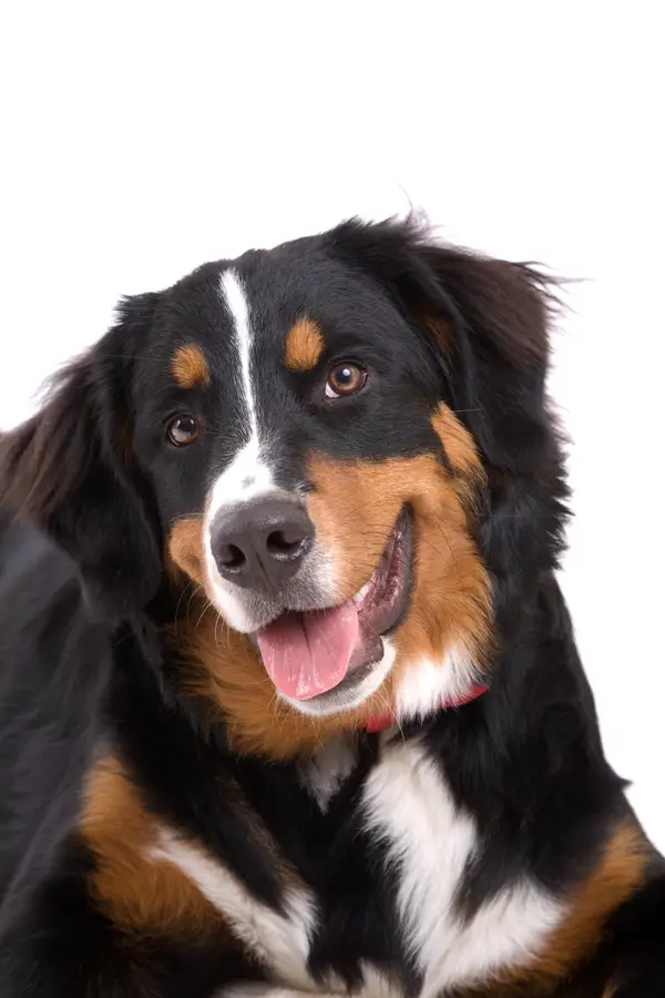Bernese Mountain Dog